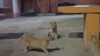 Cats Mating Close-Up Records On Mobile Phone