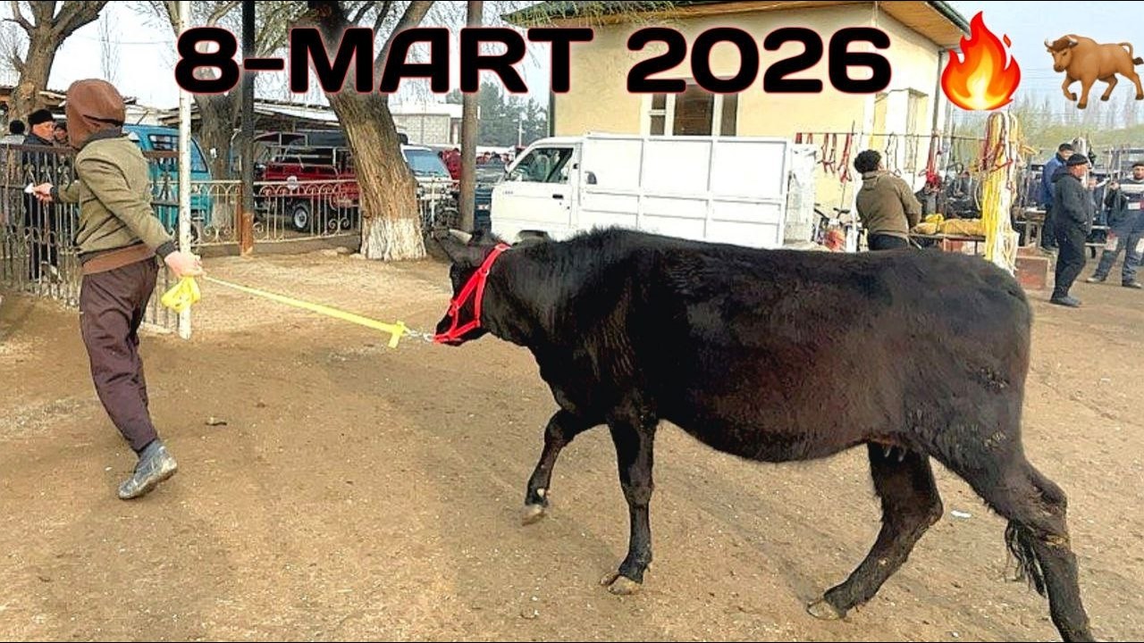 REAL SOTILGAN VA QAYTGAN NARXLARI RISHTON CHORVA BOZORIDAN