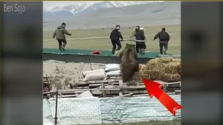 SCARIEST BEAR ENCOUNTERS EVER RECORDED!