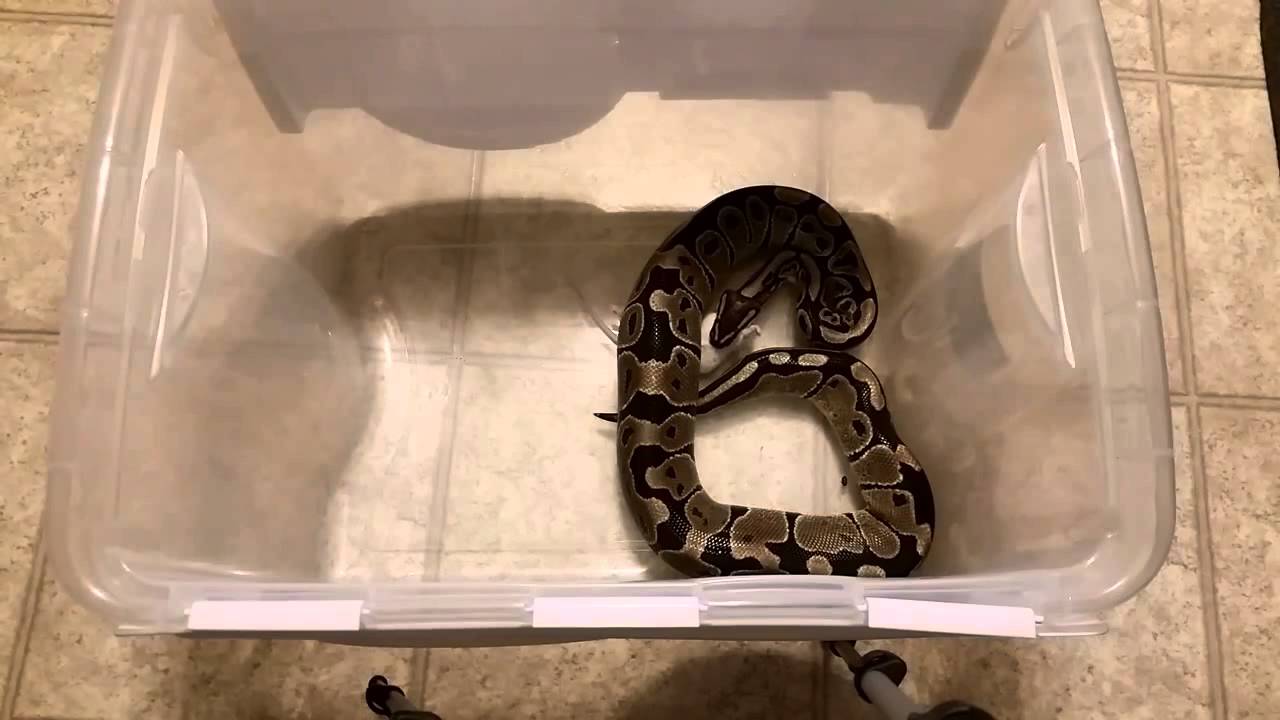 ball python eating 4 (small rat) - YouTube