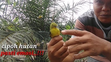 Mikat burung cipoh,,sirtu,,sirdung