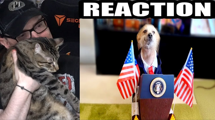 Best Pet Videos of the Decade (Daily Dose Of Internet) REACTION