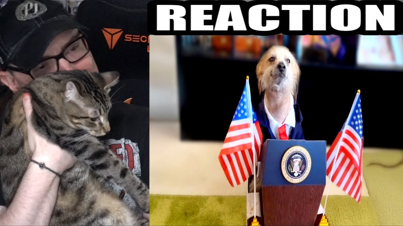 Лучшие видео о домашних животных десятилетия (ежедневная доза Интернета) РЕАКЦИЯ