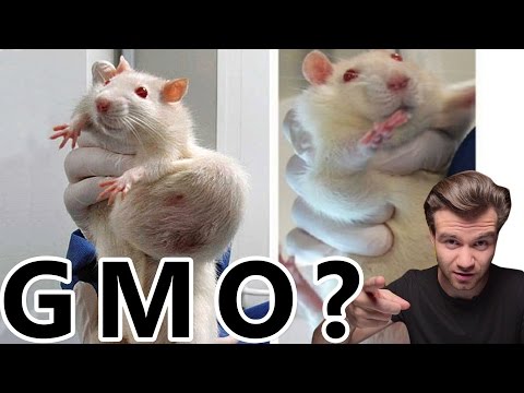 Wideo: Dlaczego używamy GMO?