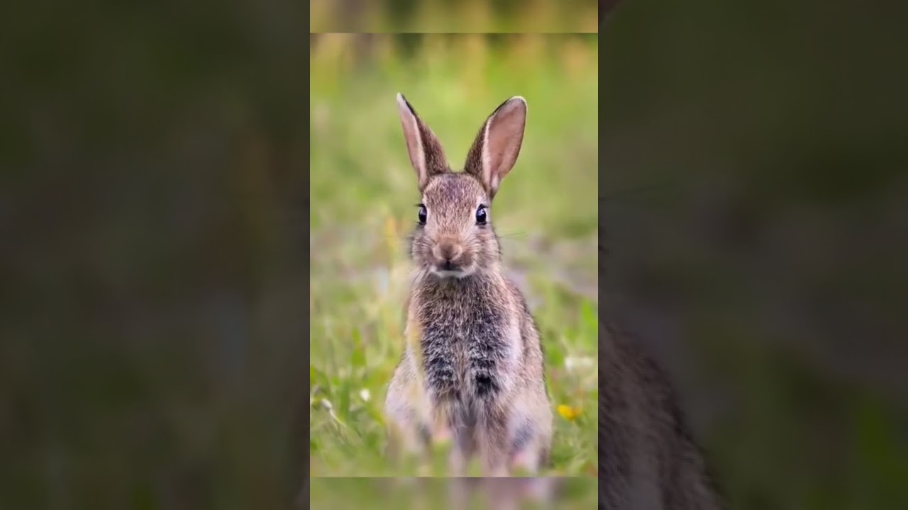 Curious Rabbit 🐰 || Beautiful animals || 