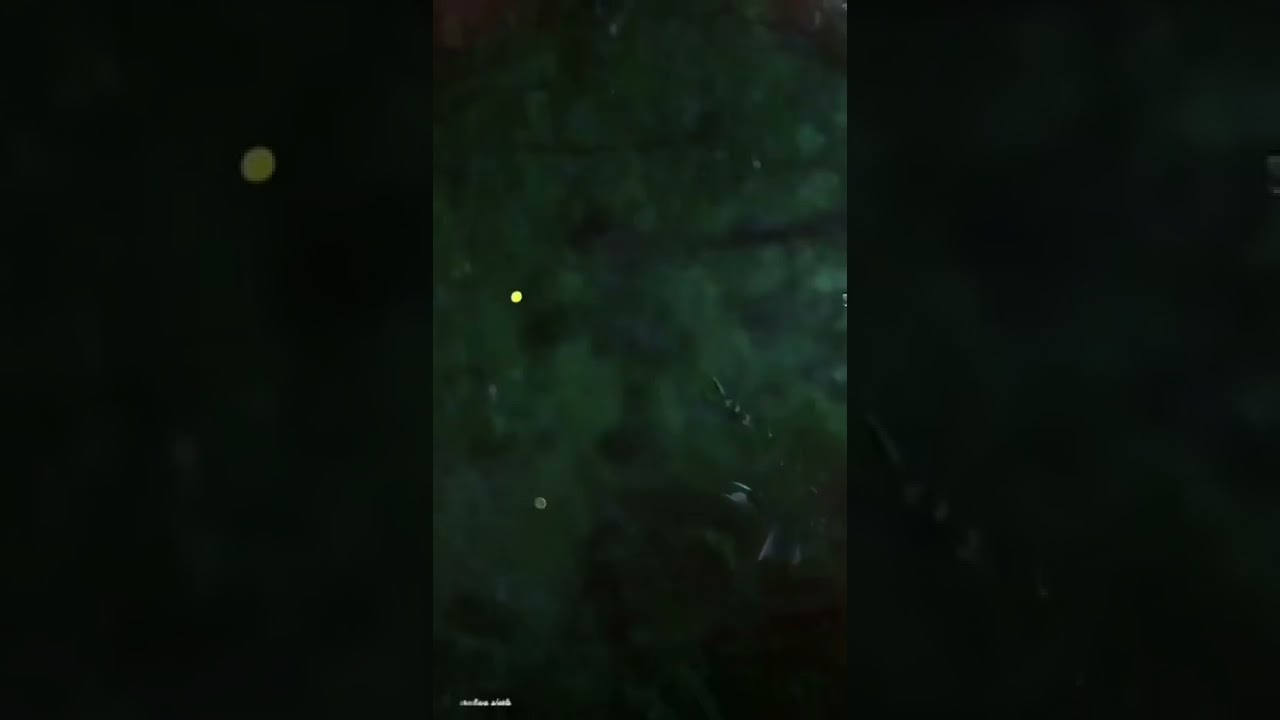 glow worm whatsapp status |light worm 2022|