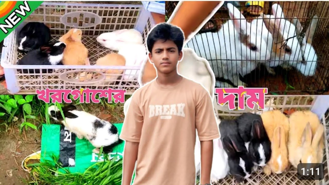 এখন বর্তমানে ২৫ সালে খরগোশের দাম বাজারে কত চলে 