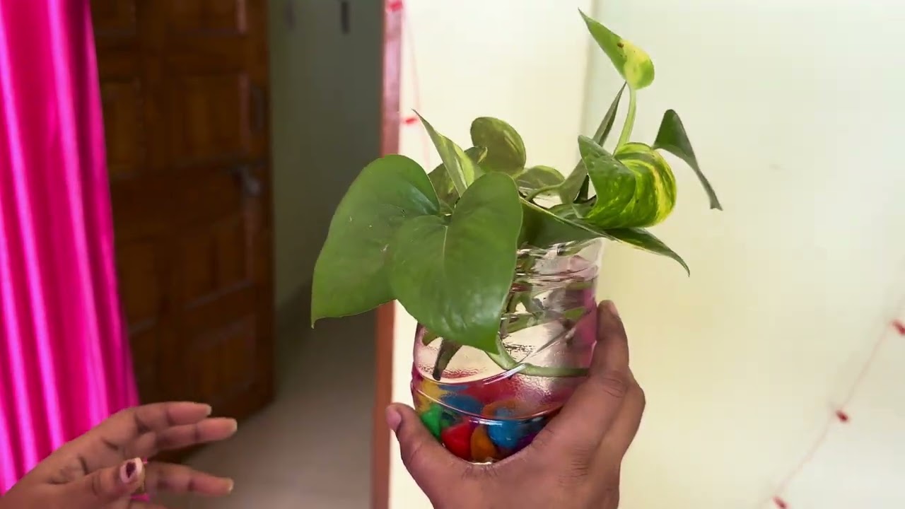 Money Plant Care at Home | Indoor & Outdoor Setup Ideas 🌼