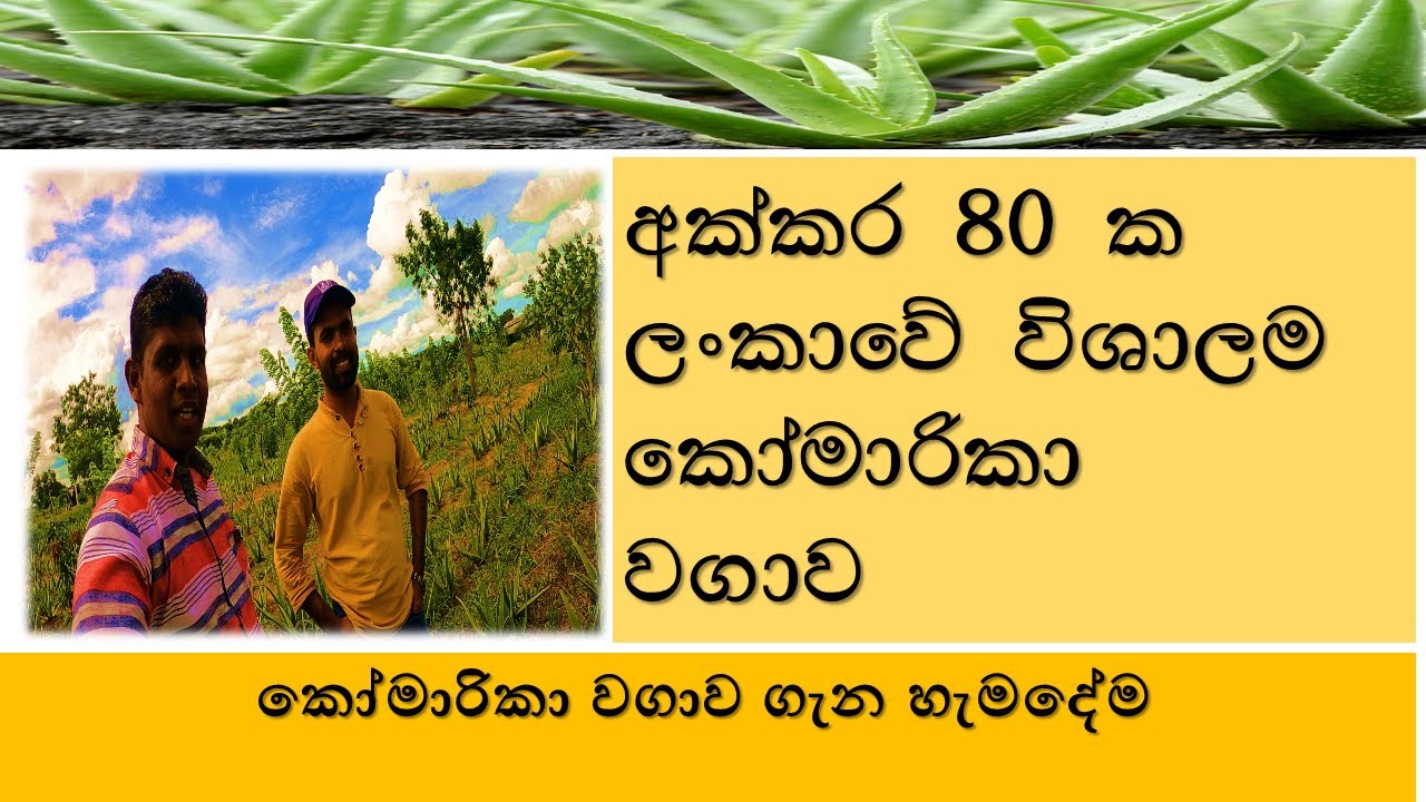 කෝමාරිකා වගාව - අක්කර 80 ක ලංකාවේ ලොකුම කෝමාරිකා ගොවිපළ-Largest Aloe vera Cultivation Farm Sri Lanka