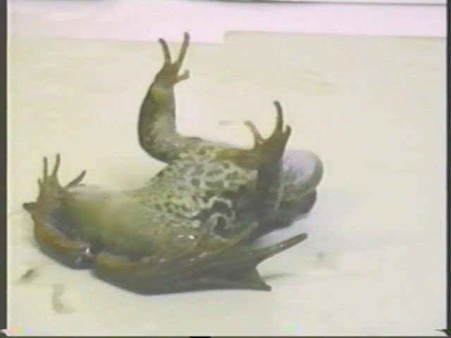 Отравление стрихнином Козлов, Евсеев