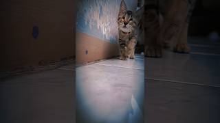 POV:JANGAN DI TONTON,CUMAN KUCING KAMPUNG 😑 #kucing #fyp #shortvideo
