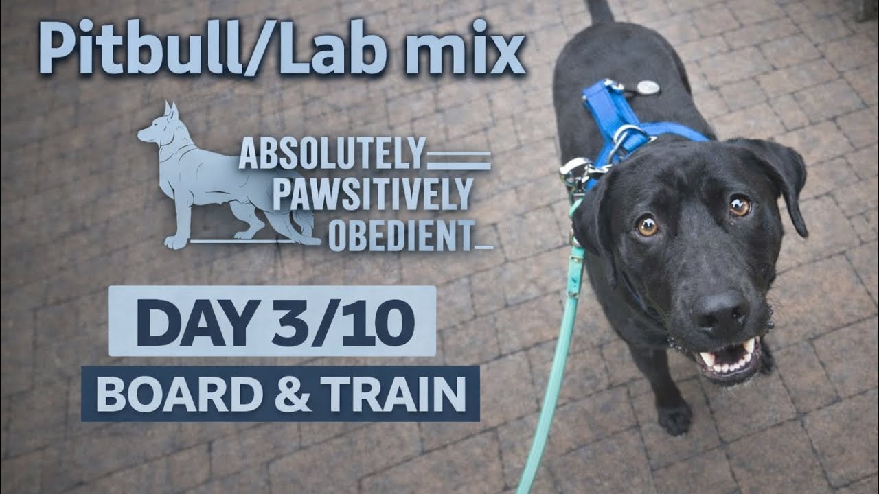 Lab/Pitbull Day 3/10 Board & Train