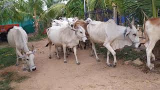 Manavata Ufh Godhooli Vela