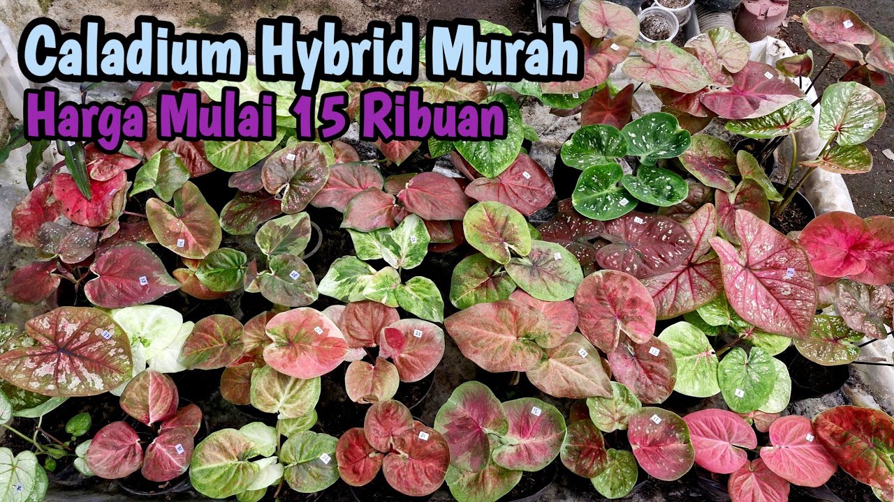 Caladium Hybrid Murah Part