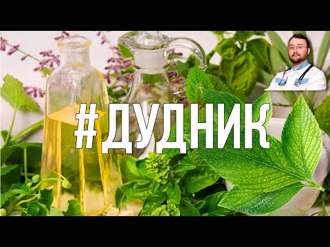 Дудник китайский. Полезные свойства. Противопоказания