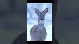 Curious Roe Deer