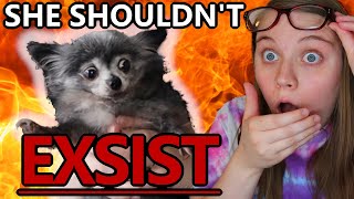 Chihuahua owner REACTS to 'Why Chihuahuas should go EXTINCT'