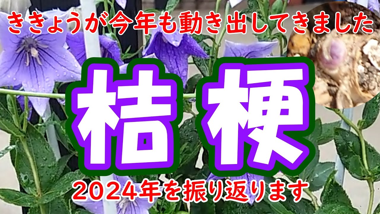 2025新作登場 アンティーク 桔梗 ブルーフラワー 工芸品ボタン 5個 
