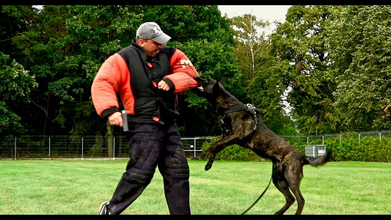 k9 working dogs