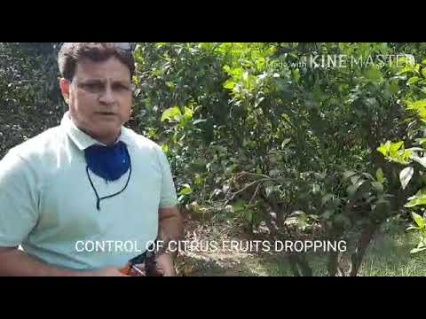 Видео: Цитрус модны жимсний ялаа - Цитрусын ялаатай тэмцэх талаар мэдэж аваарай