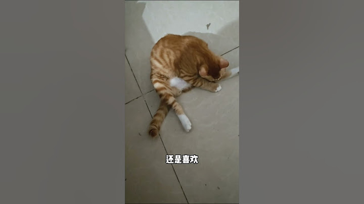端午节快到了，请问你是喜欢甜粽肉粽咸粽，还是小祖宗猫猫。😏😏😏 #cat #好きな子猫 #cute #貓咪 #萌寵 #kitty