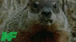 A Squirrels World Documentary by Karvonen Films