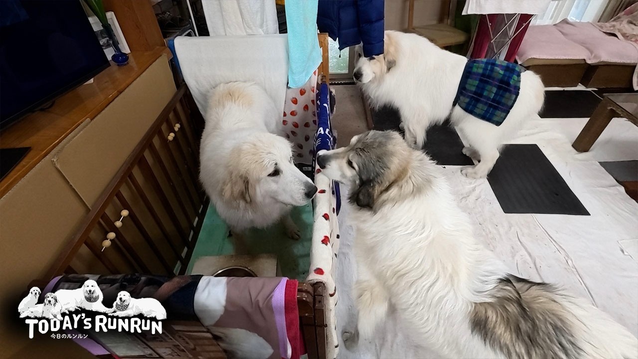 食べたり食べなかったり...ごはんは気まぐれなリリーです　Great Pyrenees　グレートピレニーズ