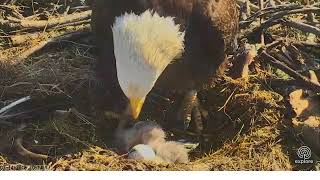 03 14 18~Sauces Bald Eagle~Channel Islands National Parks Cam~Two little Bobble Heads.