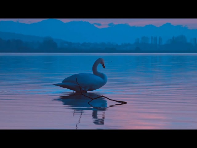 8D Music relaxing Nature duck sounds, meditation for mind relaxing class=