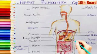 Hello friends today i am going to show you how we can draw a bhaiya
diagram of human alimentary canal in very easy way this will help your
examinati...