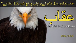 Eagle Rebirth | How an Eagle Extend its Life Span | Urdu / Hindi