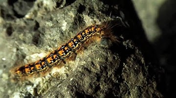 Enjoy Human - Summer 2008 Demo Reel - Music Video