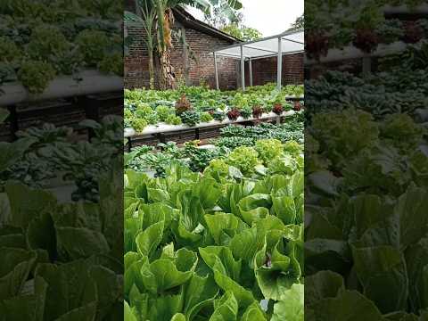 Petik Sawi Pahit Bitter Mustard Shorts Hidroponik Sawi Harvest Gardening Berkebun 