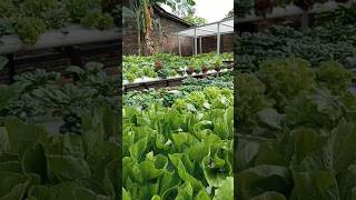 Petik sawi pahit | Bitter mustard #shorts #hidroponik #sawi #harvest #gardening #berkebun