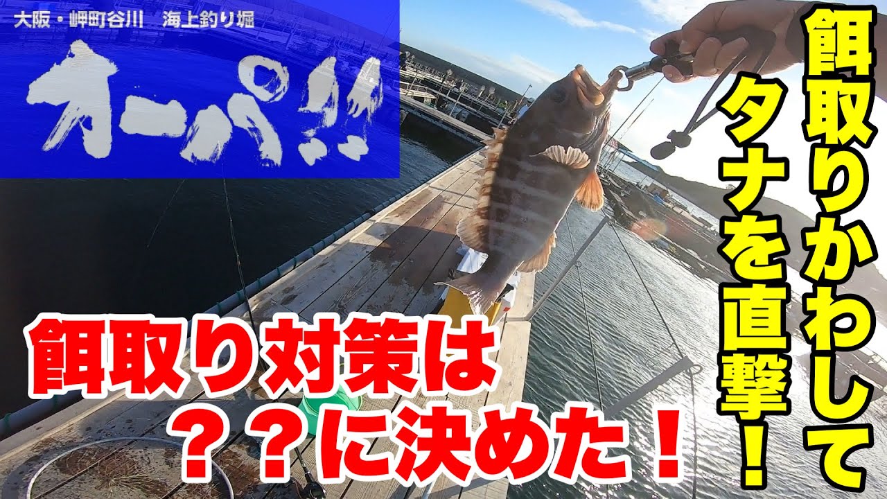 【海上釣堀】海上釣り堀オーパ！！特効餌でエサ取りをかわして狙いのタナへ！！！