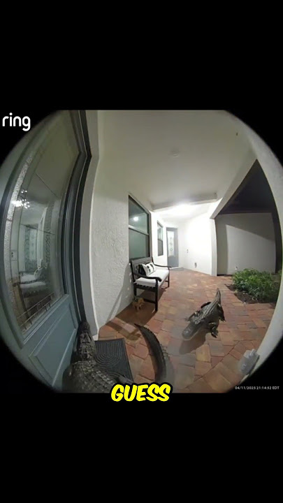 Two Alligators Casually Ring the Doorbell and Wait.. #shorts