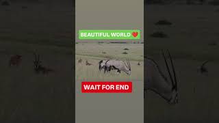 WAIT FOR IT... 😱 Nature Is Beautiful But... #shorts