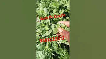 Marugu Mandu YouTube Training Short Video Yt Studio YouTube Chat Video Agriculture Farming 