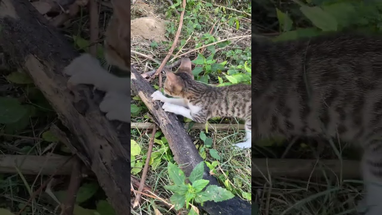 😻🌱 “Mini Tiger on the Hunt!” 