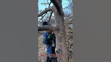 "Old-School Tree Pruning: Master the Hand Saw Technique for Perfect Branches!"