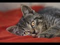 Funny Cats Have Fun 😹 | Fun With Cats