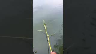 Asssyik Nya Kawanshorts mancing ikan