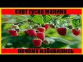 Малина  Гусар (rubus gusar) бизнес на малине || growing raspberries