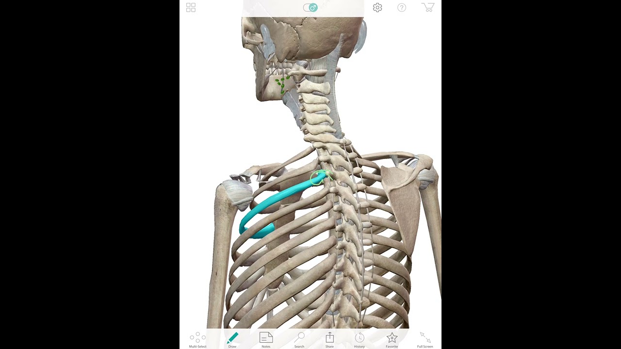 Rib Cartilage Pain & injury