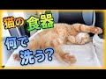 猫の食器をアレで洗うと問題が… #Shorts