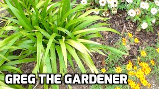 Wandering Iris Plant Review & Propagation (Neomarica Gracilis) - Greg The Gardener