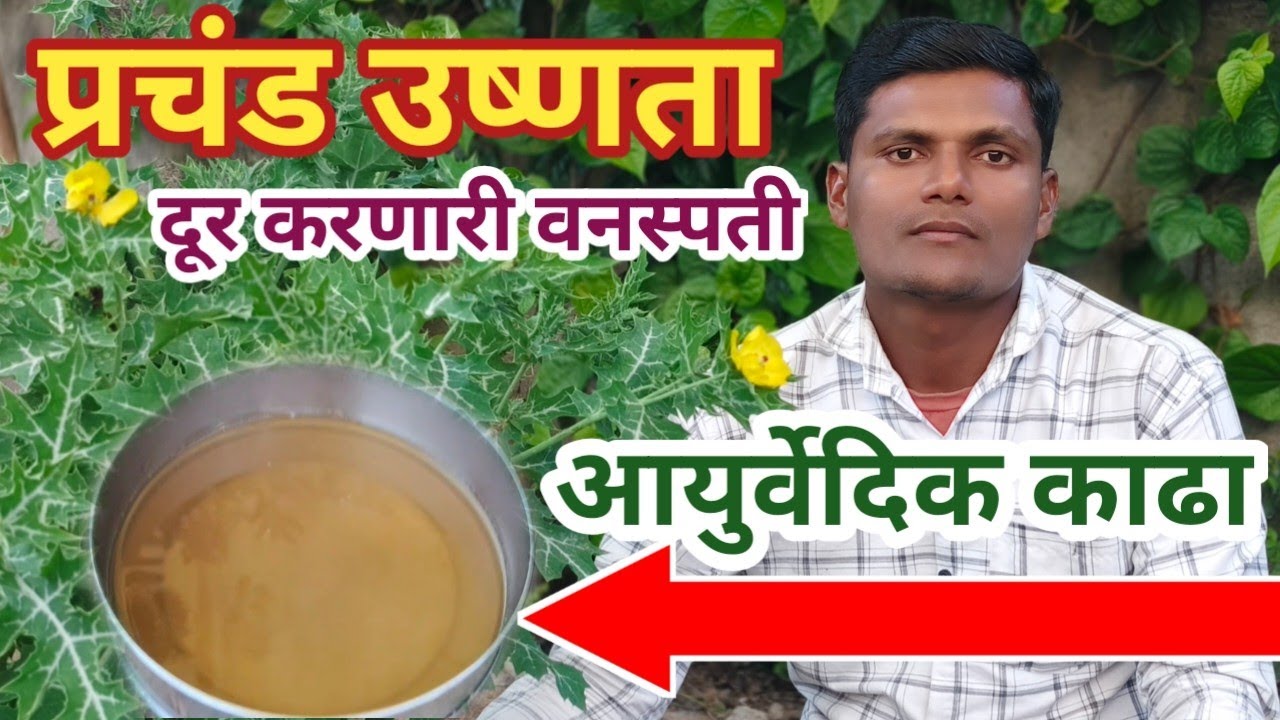 चक्क दोन तासात शरीरातील उष्णता बाहेर काढून टाकणारी आयुर्वेदिक वनस्पती | काटे बिलायत आयुर्वेदिक फायदे