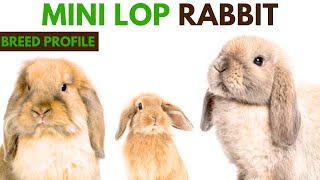 Mini Lop Breed Profile History - Traits - Price - Mini Lop Grooming Needs - Lifespan