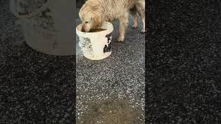 Güneş Doğmadan Çıkıyorum Mama Dağıtmaya