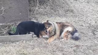 Finnish Lapphund and cat cuddling.